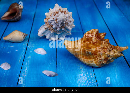 seashells on a blue vintage table desk Stock Photo
