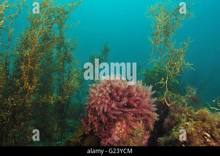 Bush of red algae in kelp forest Stock Photo