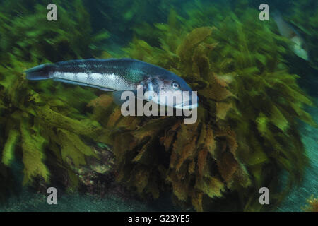Blue cod Parapercis colias gliding through the kelp forest Stock Photo
