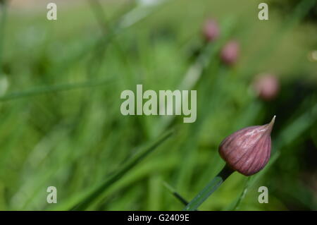 Chives is the common name of Allium schoenoprasum, an edible species of the Allium genus Stock Photo