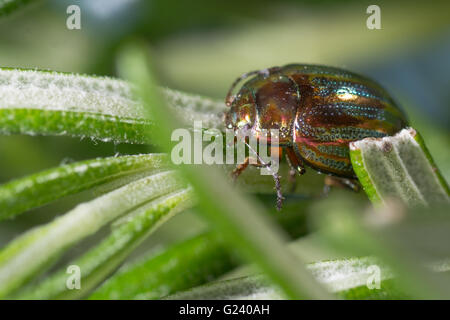 Rosemary beetle (Chrysolina americana). Iridescent leaf beetle in the family Chrysomelidae, on foodplant Rosmarinus officinalis Stock Photo