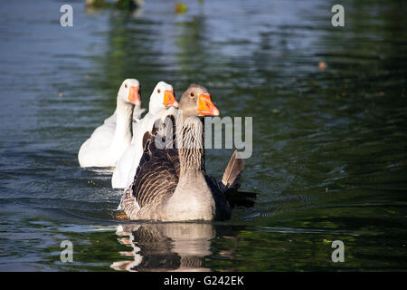 Danube - Greylag goose (Anser anser) gander and two white domestic geese (Anser anser formes domestica) swimming in a line Stock Photo