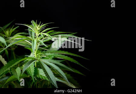 Hemp plant isolated on black background Stock Photo