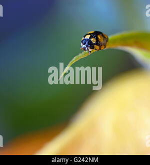 close up of an yellow ladybug with water drops Stock Photo