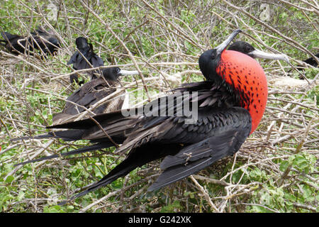 male Frigate bird (Fregata magnificens) displaying with inflated gular pouch. Photographed in the Galapagos Island, Ecuador Stock Photo