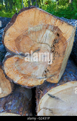 asymmetrical annual rings in pine tree log Stock Photo