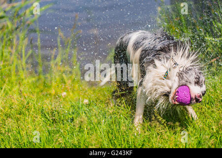 Funny Border Collie shakes the water off Stock Photo