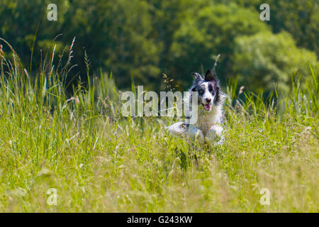 Border Collie in the grass running and training Stock Photo