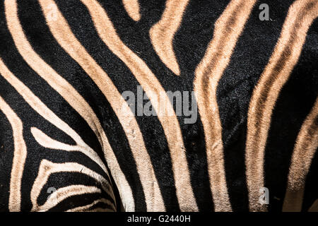 Detail Of Zebra Equus Quagga Chapmani Stripes. Stock Photo