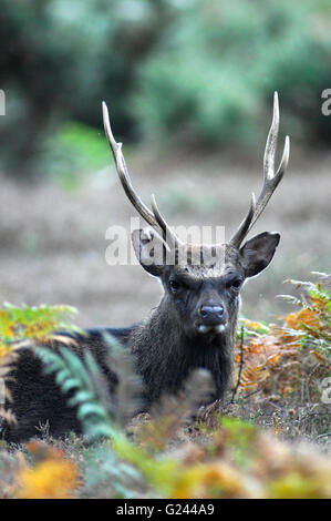 sika stag Stock Photo