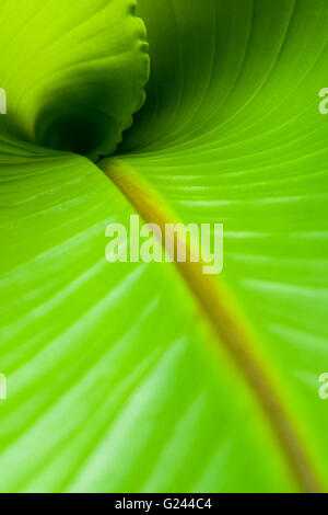 Inside view of a new roll banana leaf. Stock Photo