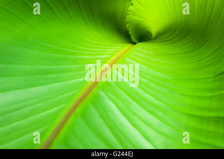 A new leaf of Musa Basjoo. Stock Photo