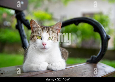 Cat lies on bench under tree Stock Photo