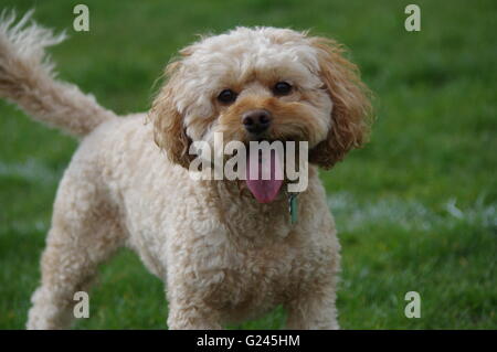 Cheerful Cockapoo Stock Photo