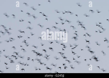 Flock Starlings near Dunbar, Scotland. Stock Photo