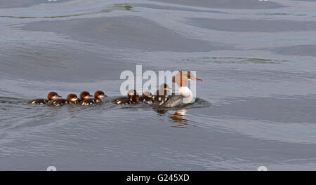 Merganser/Goosander, female with ducklings swimming in line Stock Photo