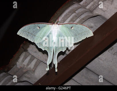 The Indian moon moth or Indian luna moth (Actias selene) is a species of Saturniid moth from Asia. Shot near Jog falls Stock Photo