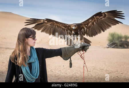 Greater spotted eagle is landing on a hand of a woman Stock Photo