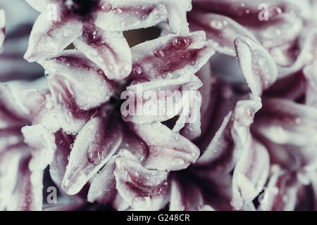 Wet Common Dutch Garden Hyacinth (Hyacinthus Orientalis) With Water Droplets Stock Photo