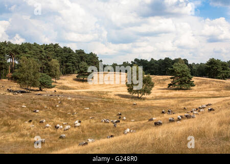 Europe, Germany, North Rhine-Westphalia, Ruhr area, Haltern am See, the Westruper heath, moorland sheeps.  Europa, Deutschland,  Stock Photo