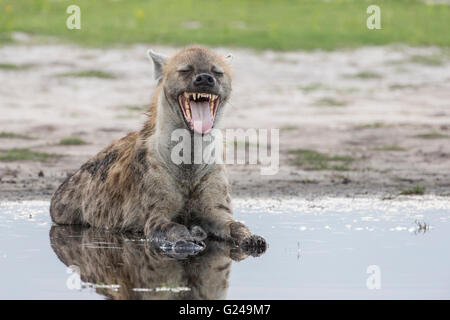 Spotted Hyena (Crocuta crocuta) yawning, Liuwa Plain National Park, Western Province, Zambia Stock Photo