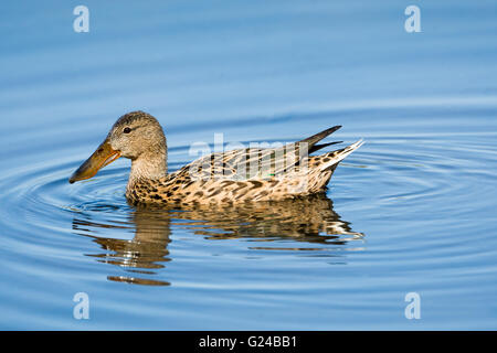 Female Shoveler duck Anas clypeata swimming. Stock Photo