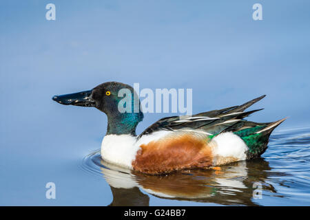 Male Shoveler duck Anas clypeata swimming. Stock Photo
