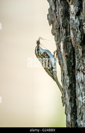 Treecreeper Certhia familiaris sitting on tree with food in beak. Stock Photo