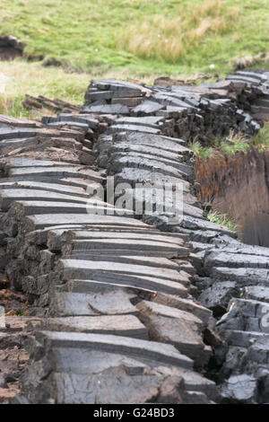 Peat cut from the bogs near to Mid Yell Shetland to provide fuel for open fires.