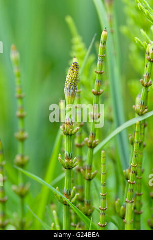 Water Horsetail Equisetum fluviatile Stock Photo