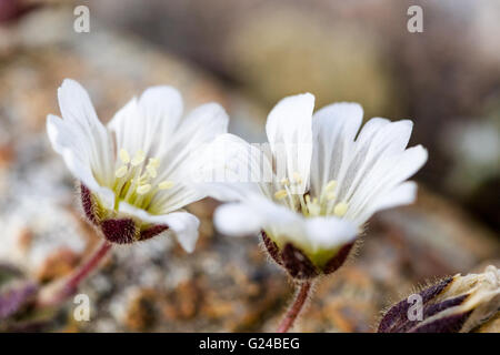 Shetland Mouse-ear Cerastium nigrescens or Edmondston's Chickweed photographed at the Keen of Hamar Shetland Stock Photo