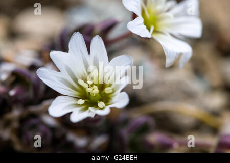 Shetland Mouse-ear Cerastium nigrescens or Edmondston's Chickweed photographed at the Keen of Hamar Shetland Stock Photo