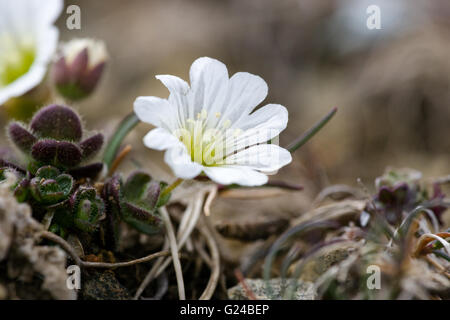 Shetland Mouse-ear Cerastium nigrescens or Edmondston's Chickweed photographed at the Keen of Hamar Shetland Stock Photo