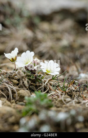 Shetland Mouse-ear Cerastium nigrescens or Edmondston's Chickweed photographed at the Keen of Hamar Shetland Stock Photo