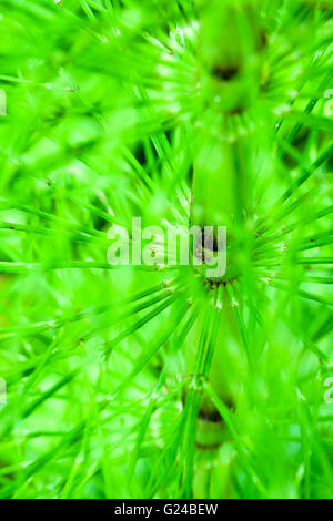 Shade Horsetail Equisetum pratense United Kingdom Stock Photo