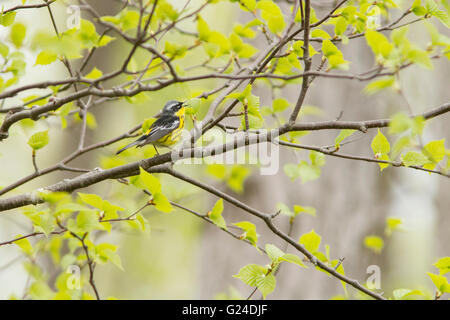 Male Magnolia warbler (Dendroica magnolia) singing in spring. Stock Photo