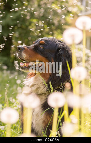 bernese mountain dog sitting in dandelions, toned image Stock Photo