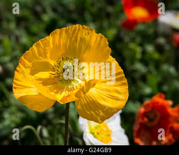 Yellow flower head of an Icelandic Garden Gnome Poppy plant with yellow stamen and scarlet and white flowers behind Stock Photo