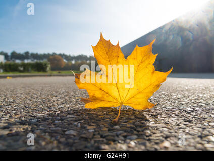 fallen autumn maple leave on the street Stock Photo