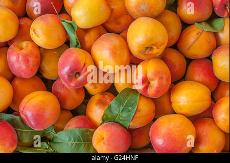 Many orange fresh peaches with green leaves on a market stall view from the top close up Stock Photo