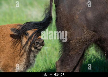 American Bison (Bison bison) Calf with mother's tail on head, Western North America Stock Photo