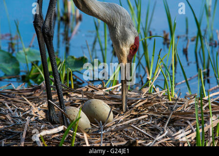 Sandhill Crane (Grus canadensis) nest, parent with two eggs, Eastern North America Stock Photo