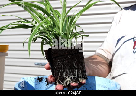 Close up Chlorophytum comosum variegatum or also known as Spider plant Stock Photo