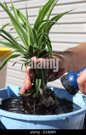 Washing off Chlorophytum comosum variegatum soil or also known as Spider plant Stock Photo