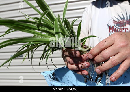 Close up Chlorophytum comosum variegatum or also known as Spider plant Stock Photo