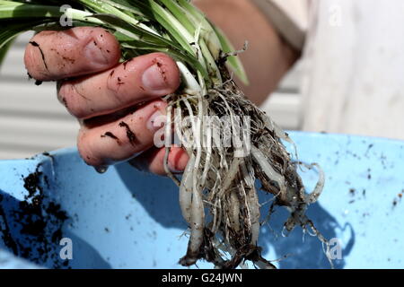 Close up roots of Chlorophytum comosum variegatum or also known as Spider plant Stock Photo