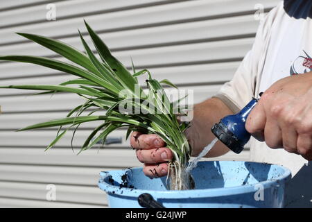 Close up washing the roots off Chlorophytum comosum variegatum or also known as Spider plant Stock Photo