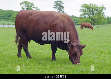 Sussex Cow (Bos primigenius). Grazing. Beef rare breed. Historically ...