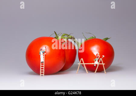 Two model figure painters painting over the white reflections caused by a photoflash on some tomatoes Stock Photo