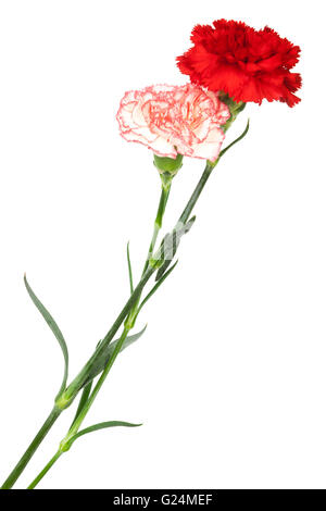 two pink beautiful carnation isolated on white Stock Photo - Alamy